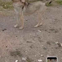 سگ ماده پژدر(الابای خراسانی قدرجونی )