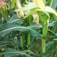 خرید ذرت علوفه