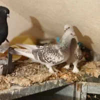 سوسنی ترک. نورآباد ممسنی|پرنده|نورآباد ممسنی, |دیوار