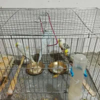 2جفت مرغ عشق سرحال