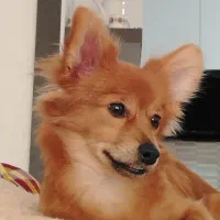 واگذاری سگ|سگ|کرمان, |دیوار