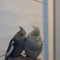 فروش عروس هلندی|پرنده|بومهن, |دیوار