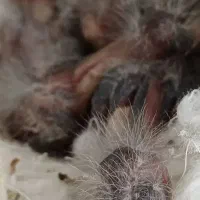 جوجه سهره قناری  با بهترین سرلاک بزرگ شدن|پرنده|کرج, شهرک اوج|دیوار