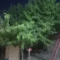 نیرو بیابان