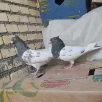 ماده سینه ای و کله ای