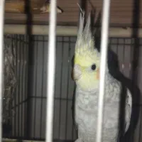 عروس هلندی نژاد سخنگو ۵ ماهه .با قفس شکیل|پرنده|تهران, مولوی|دیوار