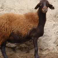 استخدام چوپان ساکن مسجدسلیمان