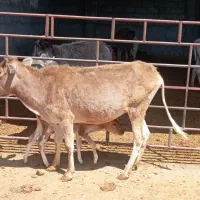 گاو گوسال ماده