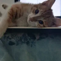 واگذاری بچه گربه رایگان|گربه|قدس, شهرقدس|دیوار