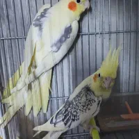 عروس هلندی،پرنده