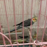 جفت عروس هلندی