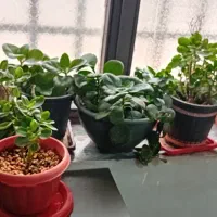 فروش  هشت گلدان گل کالانکورا +یه دونه گل هدیه