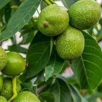 پیشفروش نهال گردو فرنور|خدمات باغبانی و درختکاری|شاهرود (اردبیل), |دیوار