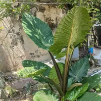 گل  بابا آدم