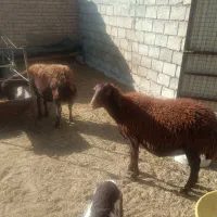 میش قزل آبستن