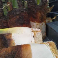 خریدوقطع نخل و درخت|خدمات باغبانی و درختکاری|جهرم, |دیوار