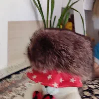 کلاه طبیعی|لباس|مهاباد (آذربایجان غربی), |دیوار