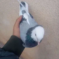 کبوتر گم شده