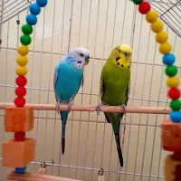 یک جفت مرغ عشق