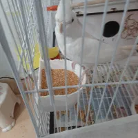 حراج 1500معاوضه ندارم