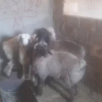 ۴راس‌بره‌چاق‌سبک‌و۵بره‌سبک‌پرواری