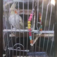 دوعدد عروس هلندی نرو ماده مولد