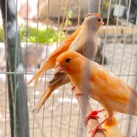 قناری موزاییکی و رد فاکتور سرخ سوخته اورجینال