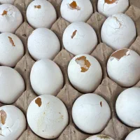 شکسته تخممرغ تخم مرغ