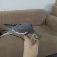 خرگوش.عروس هلندی|موش و خرگوش|کرج, کمال‌شهر|دیوار