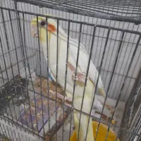 عروس هلندی دستی