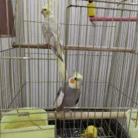 عروس هلندی جفت