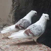 کبوتر خوشونه مخملی