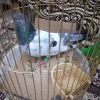 کبوتر|پرنده|تبریز, |دیوار