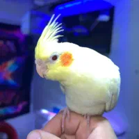 عروس هلندی لوتینو زعفرونی