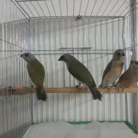 فنچ بنگالی جوجه فنچ گلدین ستاره ای