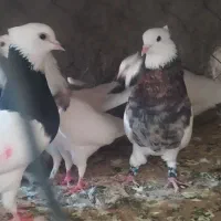 تعداد 13طوقی