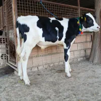 دو عدد گوساله هلشتاین نر جنس صنعتی 3ماهه گاو