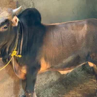 گوساله نر و ماده