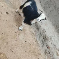 پیر بز چاق