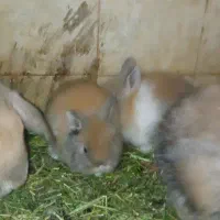 بچهها خرگوش ناز