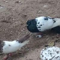 کبوتر