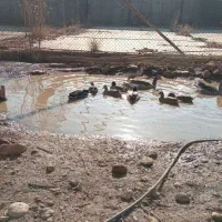 اردک کله سبز پروازی|حیوانات مزرعه|دماوند, دماوند|دیوار