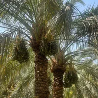 باغ خرما با آب در منطقه دشتو بم با سند رسمی تک برگ|فروش زمین و ملک کلنگی|بم, |دیوار
