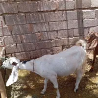 بز فروشی|حیوانات مزرعه|یزدان شهر, |دیوار