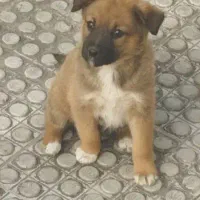 سگ سرابی اصل