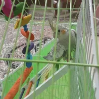 عروس هلندی قیمت ۵۰۰ مقطوع