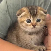 گربه|گربه|لاهیجان, شیشه گران|دیوار