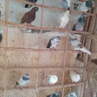کبوتر پرشی