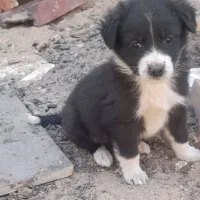 پاپی آماده فروش|سگ|تربت جام, خیرآباد|دیوار