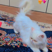 گربه|گربه|کردکوی, |دیوار